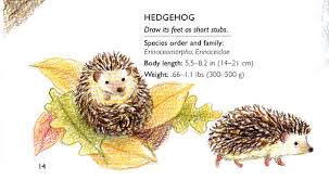 How to draw an otter really easy drawing tutorial. Craftside How To Draw Hedgehogs From The Book Drawing Cute Animals In Colored Pencil