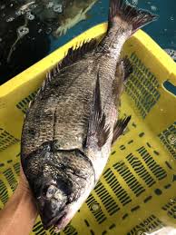 釣り人に人気にクロダイことチヌ 旬や価格について解説 - 牛深水産株式会社