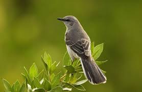 El Sinsonte La Reina De Las Aves Cantoras De Cuba Birds Mocking Birds State Birds