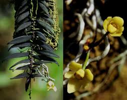 Image result for Nephrangis filiformis