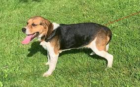 Check spelling or type a new query. Walnut Ridge Kennels Posts Facebook