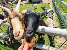 Which shoe is reportedly partly made from algae? 2021 Fall Farms Face Off Pick Your Favorite West Mi Family Fun Farms You Re Entered To Win Grkids Com