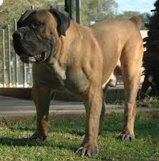 Black Boerboel Puppies For Sale In Bloemfontein South African Boerboel Black Dogs Breeds African Boerboel South African Mastiff