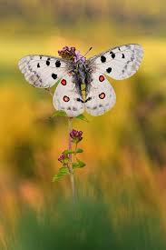 Roter Apollo Forum Fur Naturfotografen Schmetterlingsbilder Schone Schmetterlinge Weisser Schmetterling