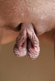 Shellys Luscious Labia Porn Pictures, XXX Photos, Sex Images 66772 -  PICTOA