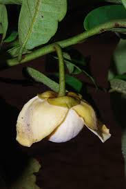 Image result for Uvaria welwitschii