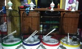 Itulah ulasan tentang cara menjodohkan lovebird yang dapat anda ikuti. Mengenal Jenis Kandang Ternak Lovebird Yang Bagus