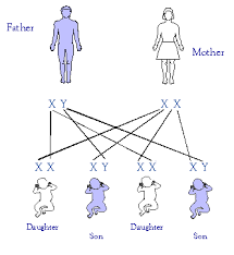 The Sex Of A Newborn Child Is A Matter Of Chance And None Of