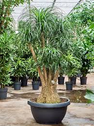 Image result for Beaucarnea recurvata