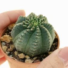 Image result for Euphorbia fortissima