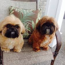 Shih Tzu Dog Black And Brown Shih Tzu Brothers Freddie Left Gold W Black Mask And Younger Bro Jack Right Red W Black Mask Shih Tzu Shih Tzu Dog Shitzu Dogs