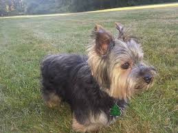 Listing websites about craigslist tag sales bristol ct. Lost Dog Since 9 15 15 East Hartford Ct C Craigslist Map Data C Openstreetmap Bodwell Rd Google Ma Losing A Dog Find Pets Animals