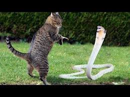 Cat Vs King Cobra Snake And The Unexpected End Who Would Win Youtube King Cobra Snake Cobra Snake Wild Cats