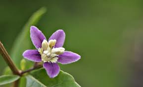 Image result for Lycium pilifolium