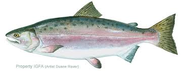 Pink Salmon Png Free Pink Salmon Png Transparent Images 7461 Pngio Pink salmon salmon as food coho salmon chum salmon, fish, food, animals png. pink salmon png transparent