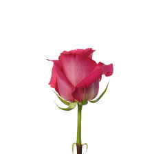 Your favorite blooms — from roses and peonies to lilies and daisies — send specific messages keep in mind that different colored lilies have different meanings. Rose Hot Pink Pink Floyd Charlotte Flower Market