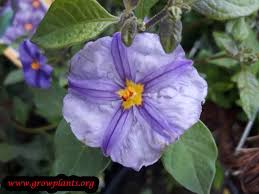Image result for Lycianthes