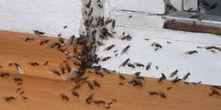 Ochetellus, la formica nera di casa. Formica Carpentiere Conosci Il Tuo Nemico Per Eliminarle Definitivamente Dalla Tua Casa Gli Specialisti Delle Formiche