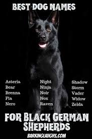 German dog names for a german dog. The Best Dog Names For German Shepherds Update 2021 Black German Shepherd Best Dog Names Dog Names