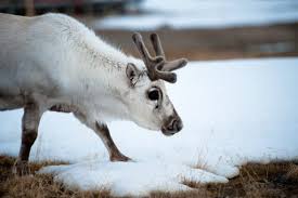 The arctic is changing — fast. Arctic Reindeer Cool With Snow But Not Rain Study Says