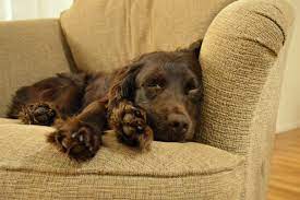 Pick a boykin spaniel puppy, or let one pick you! 4 Things To Know About Boykin Spaniel Puppies Greenfield Puppies