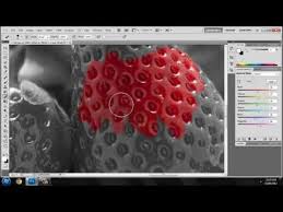 Black And White Image With Color Photoshop Photoshop How To Make One Object In Image Colour And The Rest Black And White Colour Splash Effect Color Splash Effect Color Splash Black And White Colour