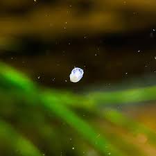 Hello From A Newborn Blue Mystery Snail Actual Size Sesame Seed R Aquaticsnails