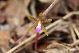 Image result for Nervilia renschiana