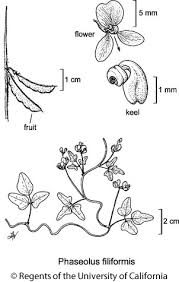 Image result for Phaseolus