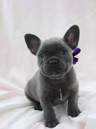 Our amazing beeder, jessie is the best in the biz. Pin By Jodi Brockington On French Bulldogs French Bulldog Puppies Bulldog Puppies French Bulldog Blue