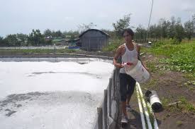 Pemberian Pakan Efektif Untuk Budidaya Udang By Atnic Jala Medium