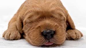 Stetson's doodles is close to san francisco, san jose, sacramento, and reno. Red Mini Goldendoodle Puppies In Northern California And Mini Australian Labradoodles Stetson S Doodles