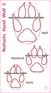 We did not find results for: Natur Entdecken Bestimmungsfacher Tierspuren
