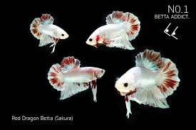 Some come from objects or food that are darker in colors such as coal or tar while others take inspiration from life's less glamorous moments like death. Betta Addict Thailand Fighter Fish Betta Fish Name Facebook