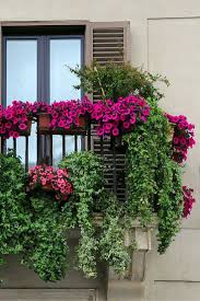 Many flowering plants with green foliage grow well in pots on balconies. 40 Window And Balcony Flower Box Ideas Photos Balcony Flower Box Patio Flowers Balcony Flowers