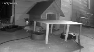 Before building your feeding station, first find an ideal location to place it. Cats Caught On Camera Archives Lucky Ferals