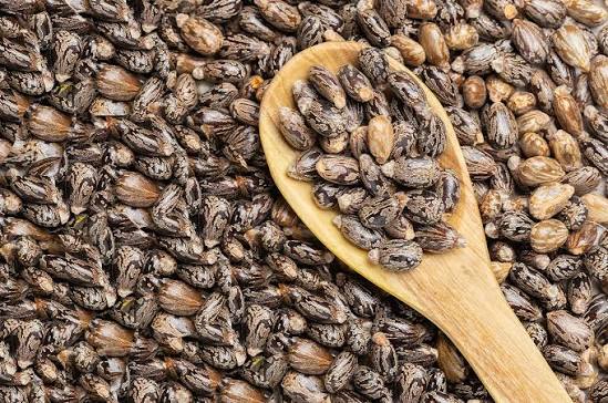 Castor Seed
