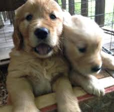 We have multiple golden retriever litters a year. Akc 7wk Male Golden Retriever Puppies For Sale In Appleton Wisconsin Classified Americanlisted Com
