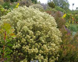 Image result for Phylica