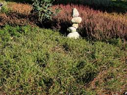 Die cranberry cove lodge erwartet sie mit einem garten und einer terrasse in eagle river. Cranberry Grossfruchtige Moosbeere Vaccinium Macrocarpon Baumschule Horstmann