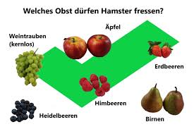 Obst Fur Hamster Teil Der Artgerechten Ernahrung Teddyhamster Net