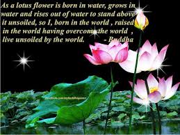 Buddhist Quote Lotus Flower Quote Blossom Quotes Lotus Quote