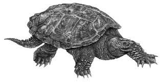 Impossible de récupérer votre position. Tortue Serpentine Chelydra Serpentina Evaluation Et Rapport De Situation Du Cosepac 2008 Canada Ca