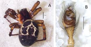 How to control & remove black widow spiders. Steatoda Nobilis A False Widow On The Rise A Synthesis Of Past And Current Distribution Trends