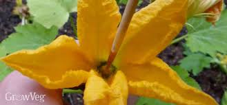 Check spelling or type a new query. Pollination For Vegetable Gardens