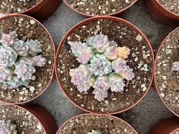 Image result for Monadenium laeve