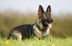 Tranquil, confident, serious and clever. German Shepherd Puppies For Sale In Scotland Glasgow Edinburgh Petsyoulove