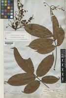 Image result for Connaraceae