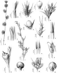 Image result for Scleria foliosa