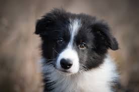Find border collie puppies and breeders in your area and helpful border collie information. The Complete List Of 250 Brilliant Border Collie Names My Pet S Name